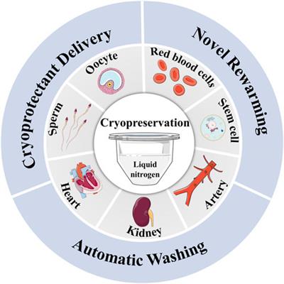 Incorporate delivery, warming and washing methods into efficient cryopreservation